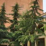 معصومه مرادی