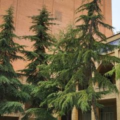 معصومه مرادی
